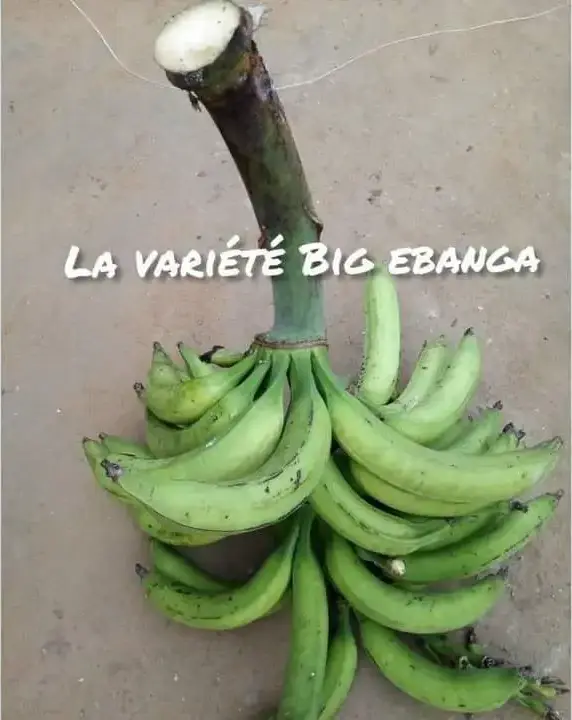 Régime de la variété Big Ebanga