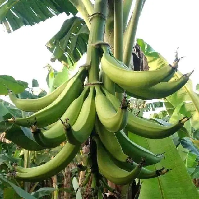 Régime de la variété Corne 1