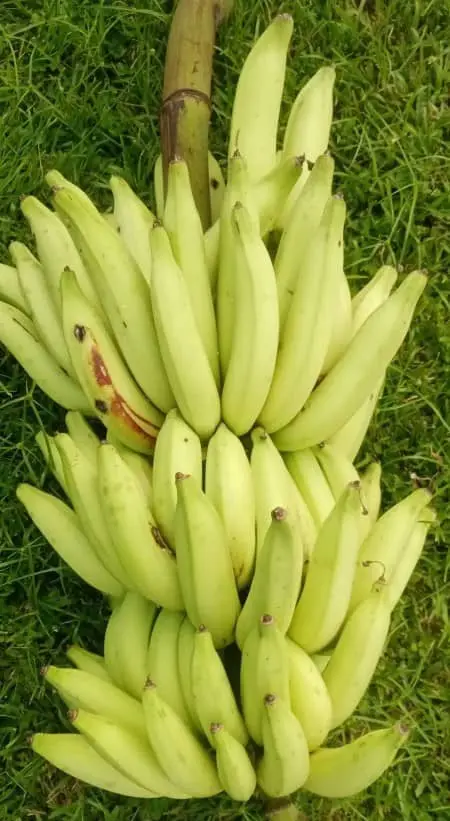 Régime mûr de la variété FHIA 21