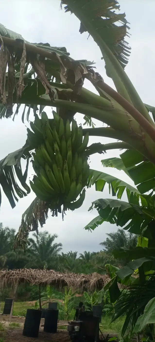 Régime de la variété French