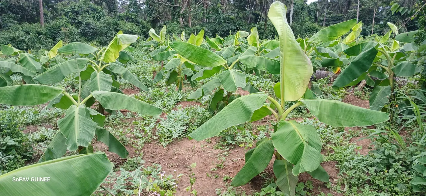 Accompagnement des producteurs