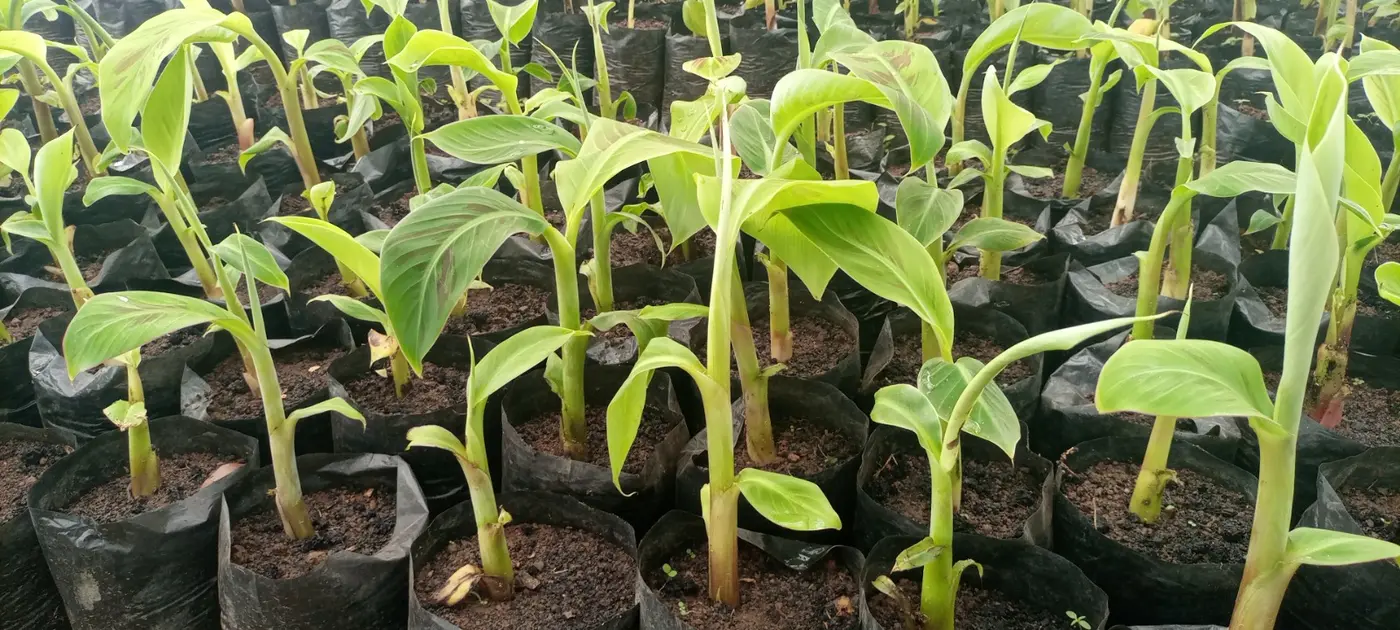 Plants de bananiers en sachets prêts à être plantés