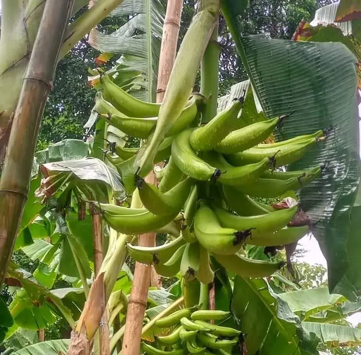 Régime de la variété Orishele sur pied