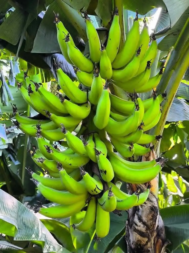 Régime de plantain dense aux doigts serrés