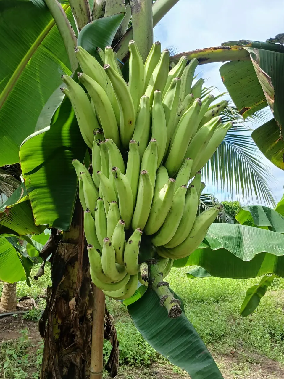 Gros régime de bananes plantain