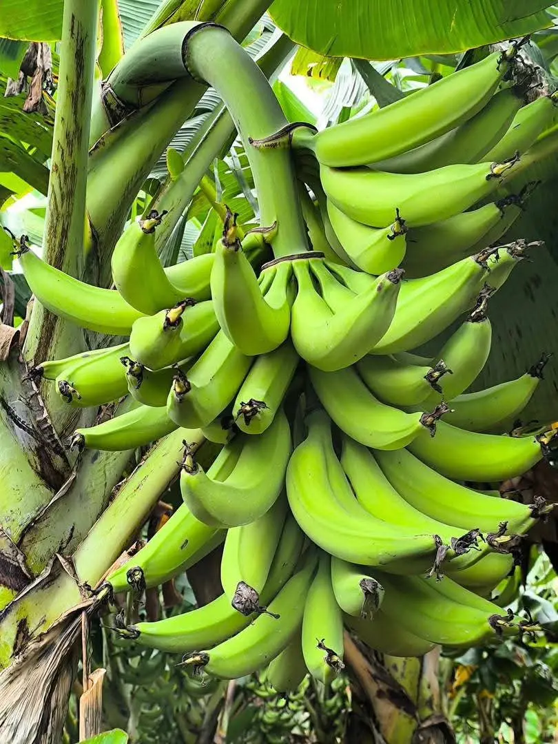 Régime de la variété 3 vert (Saci) de bananier plantain 