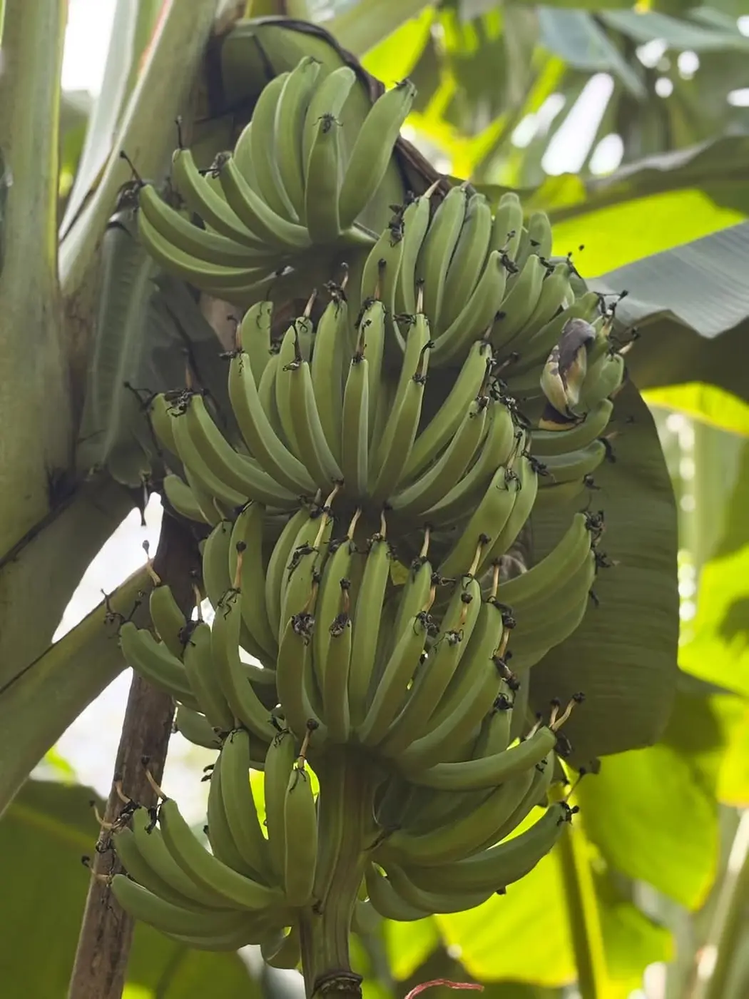 Régimes de plantain empilés après récolte