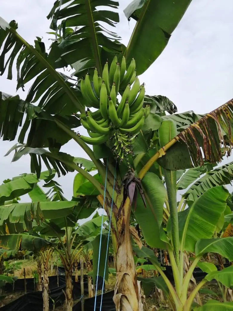 Régime de bananier plantain variété 3 Vert (SACI)