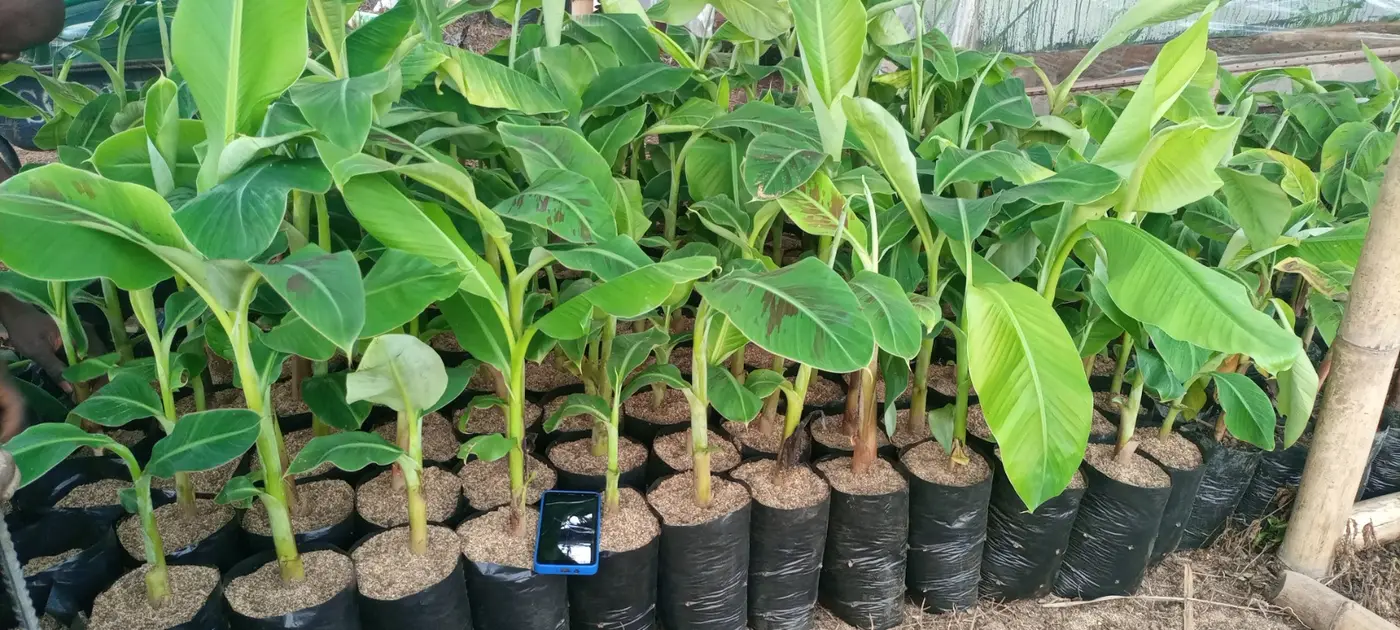 Jeunes plants de bananiers en sachets en pépinière