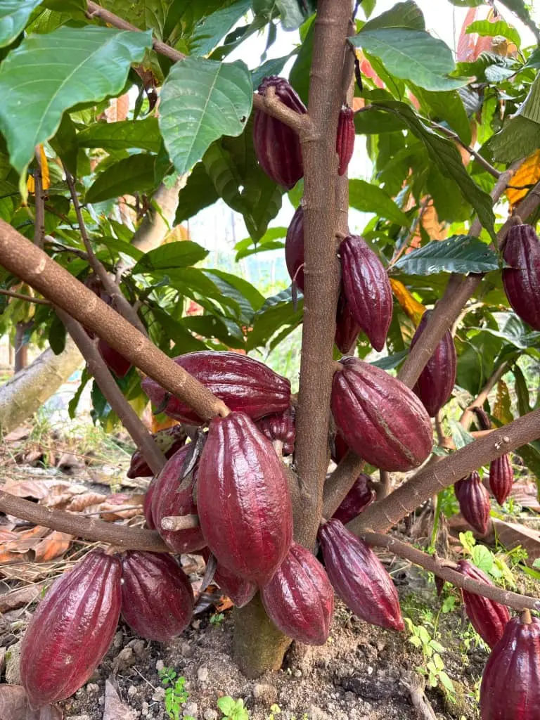 Cacaoyer hybride portant de nombreuses cabosses rouges