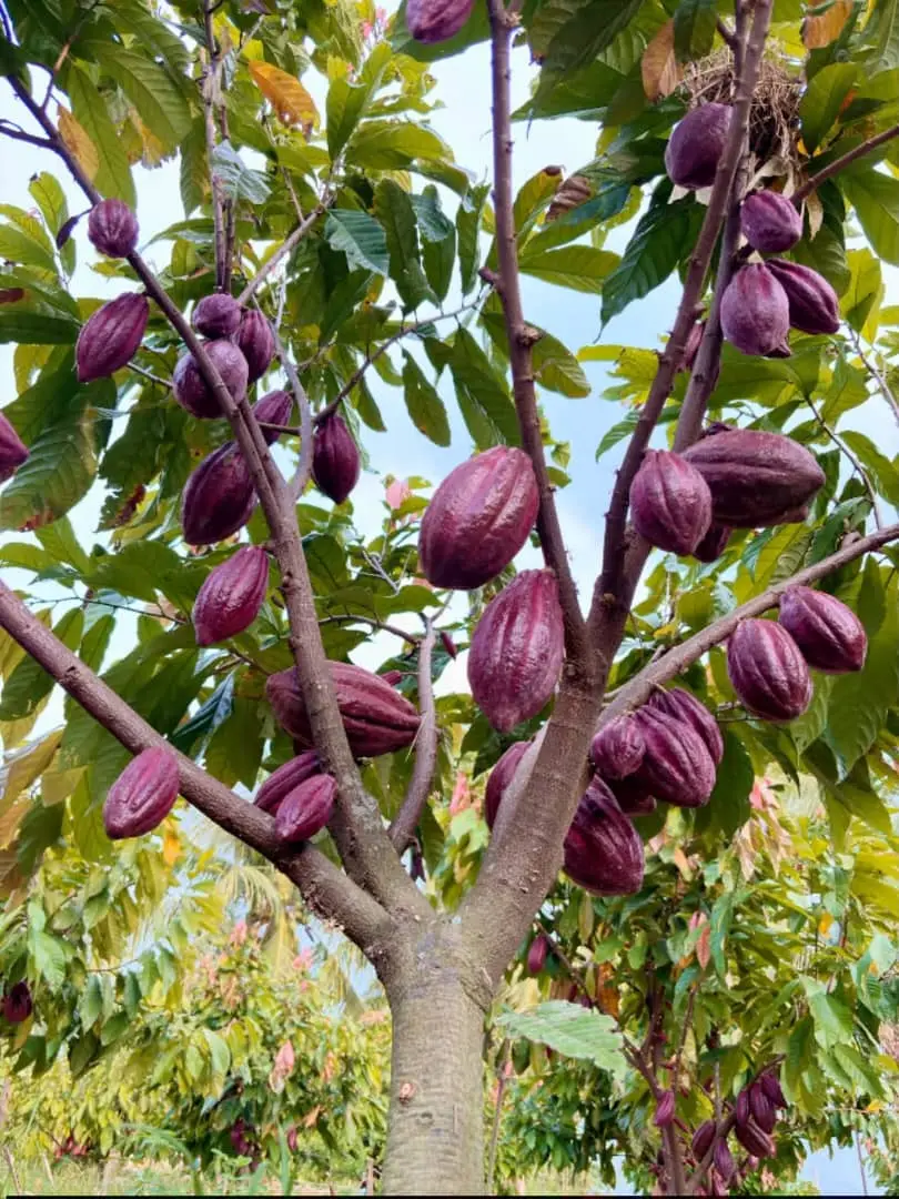 Cacaoyer hybride chargé de cabosses violettes