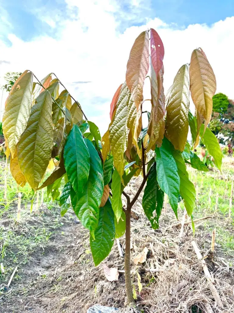 Jeune cacaoyer hybride  TGCOHy4 au champ