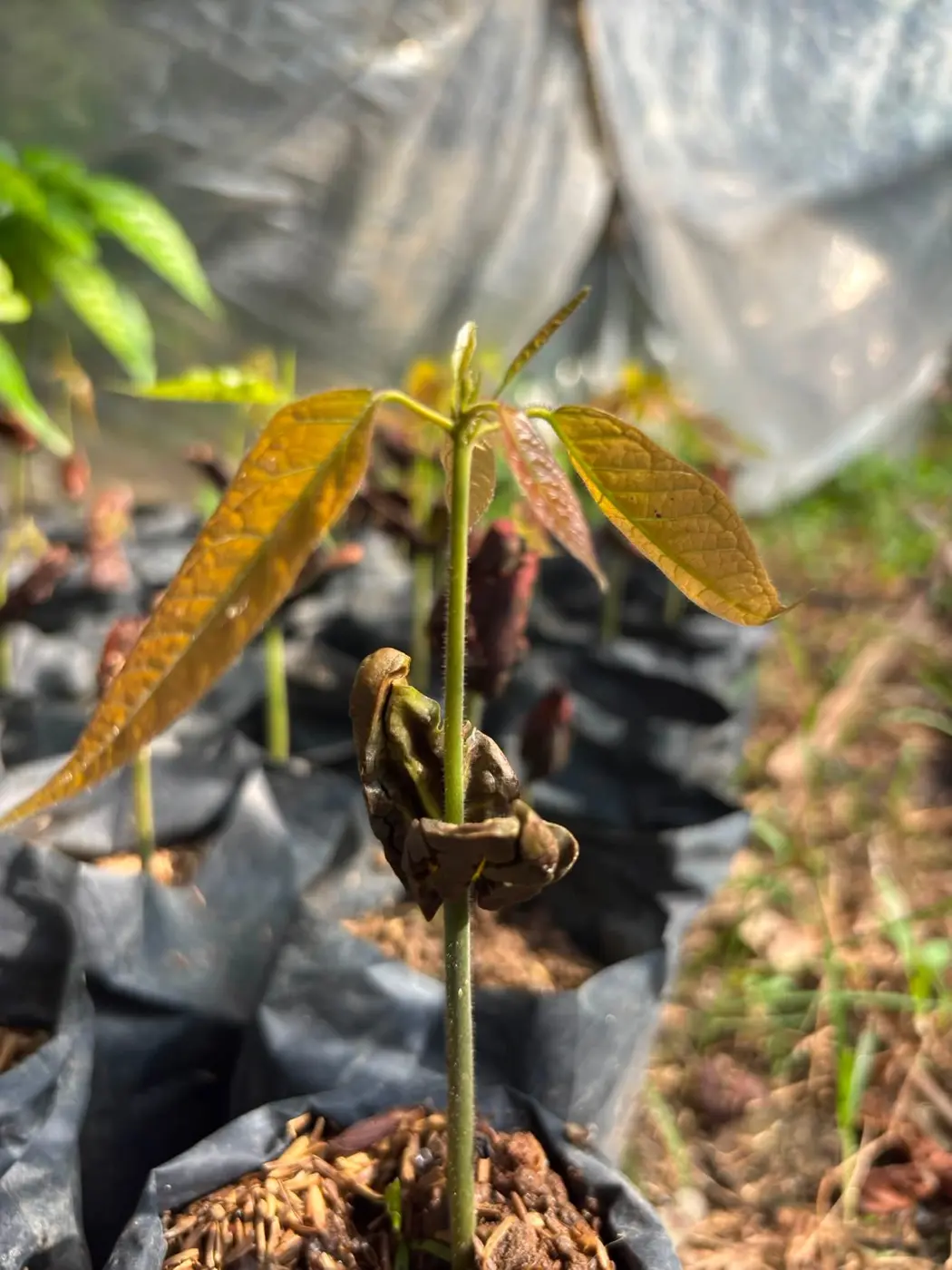 Jeune plant de cacaoyer aux premières feuilles