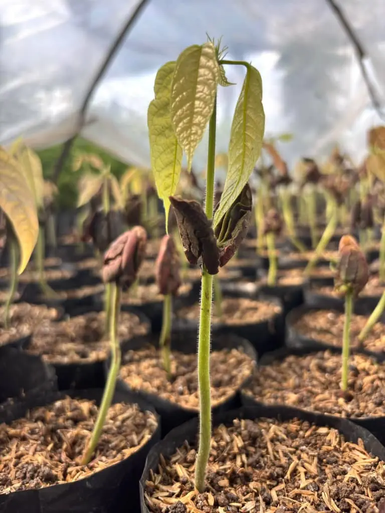 Rangées de plantules de cacaoyer sous serre