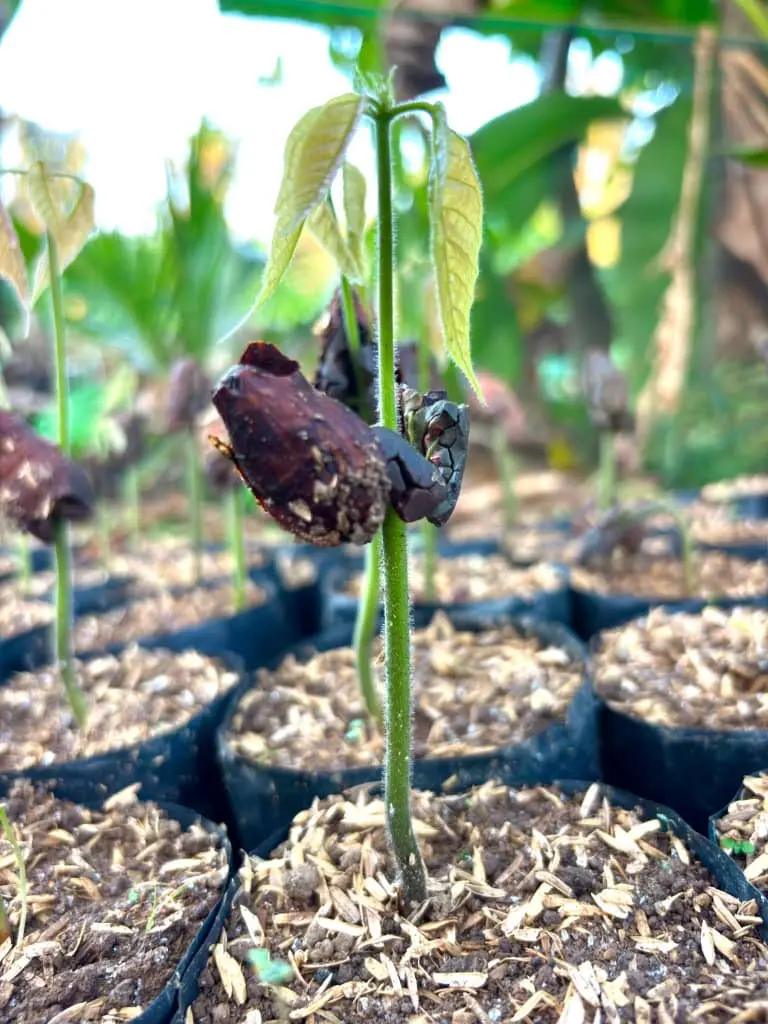 Plantules de cacaoyer en sachets dans la pépinière