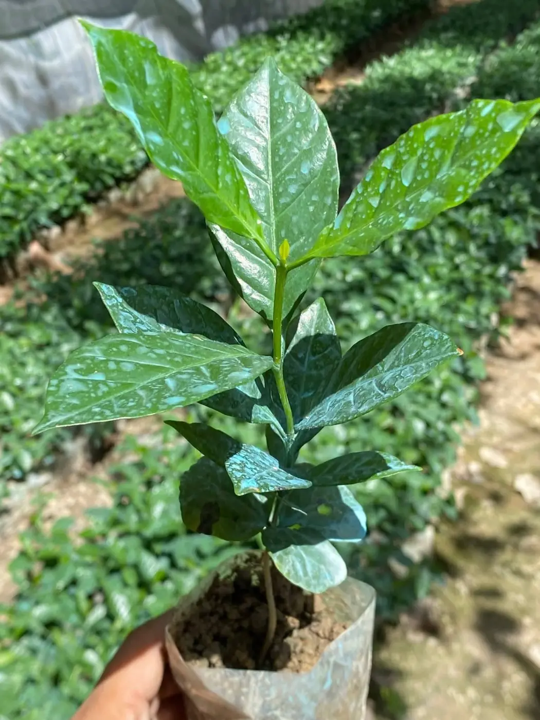Jeune palmier de caféier Robusta en pépinière