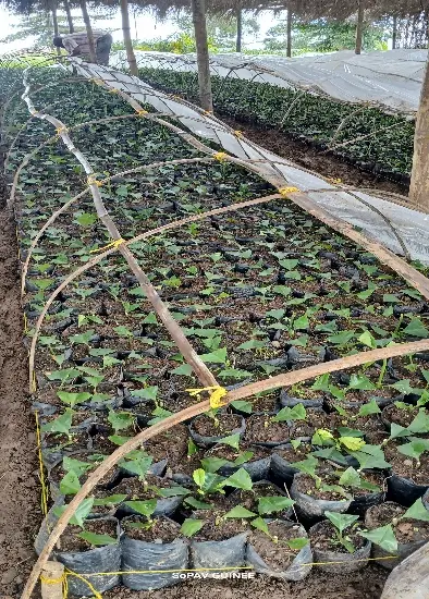 Boutures de caféier Robusta en sachets sous tunnel de bouturage