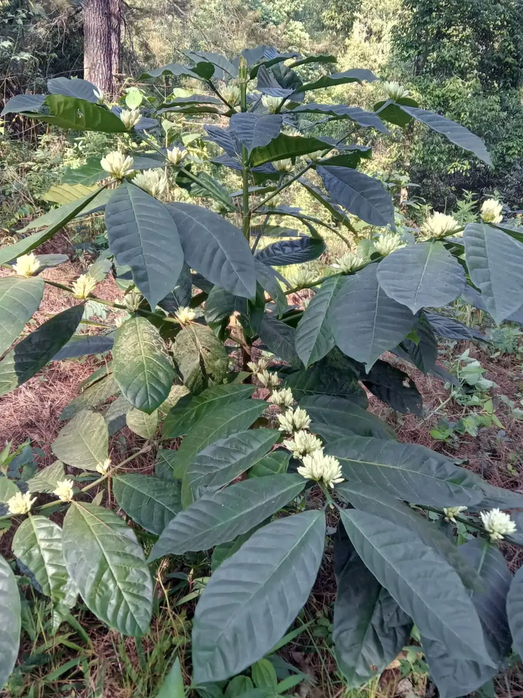 Caféier Robusta en floraison, fleurs blanches à l'aisselle des feuilles