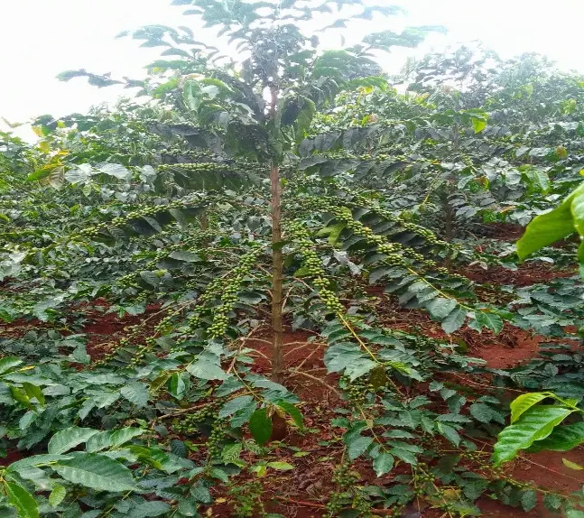 Plantation de caféiers Robusta portant des cerises vertes