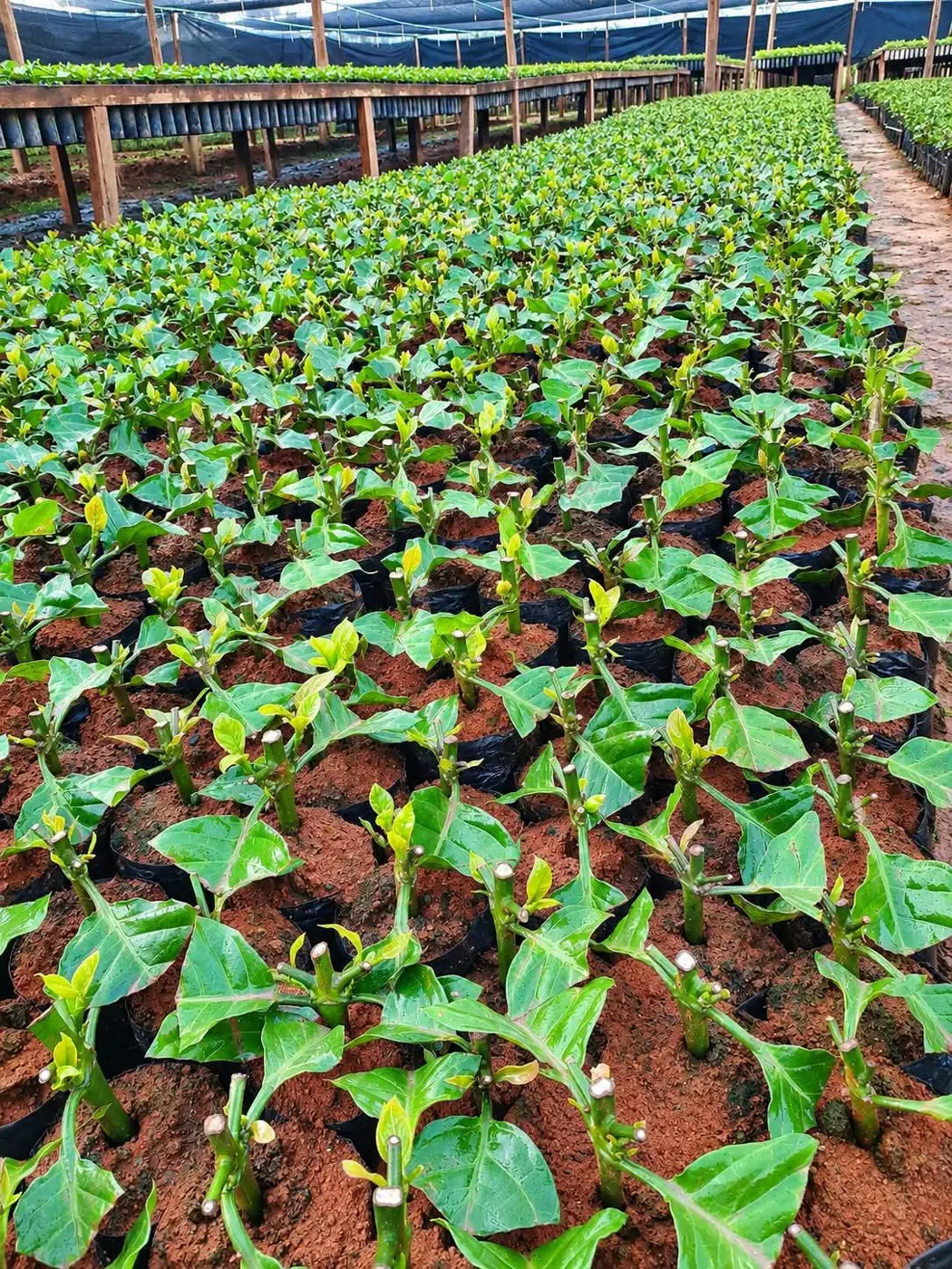 Jeunes boutures de caféier Robusta en pépinière