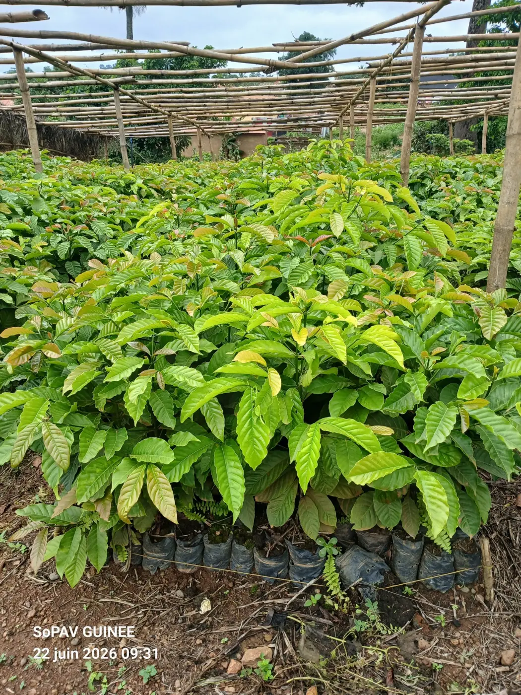 Caféier Robusta