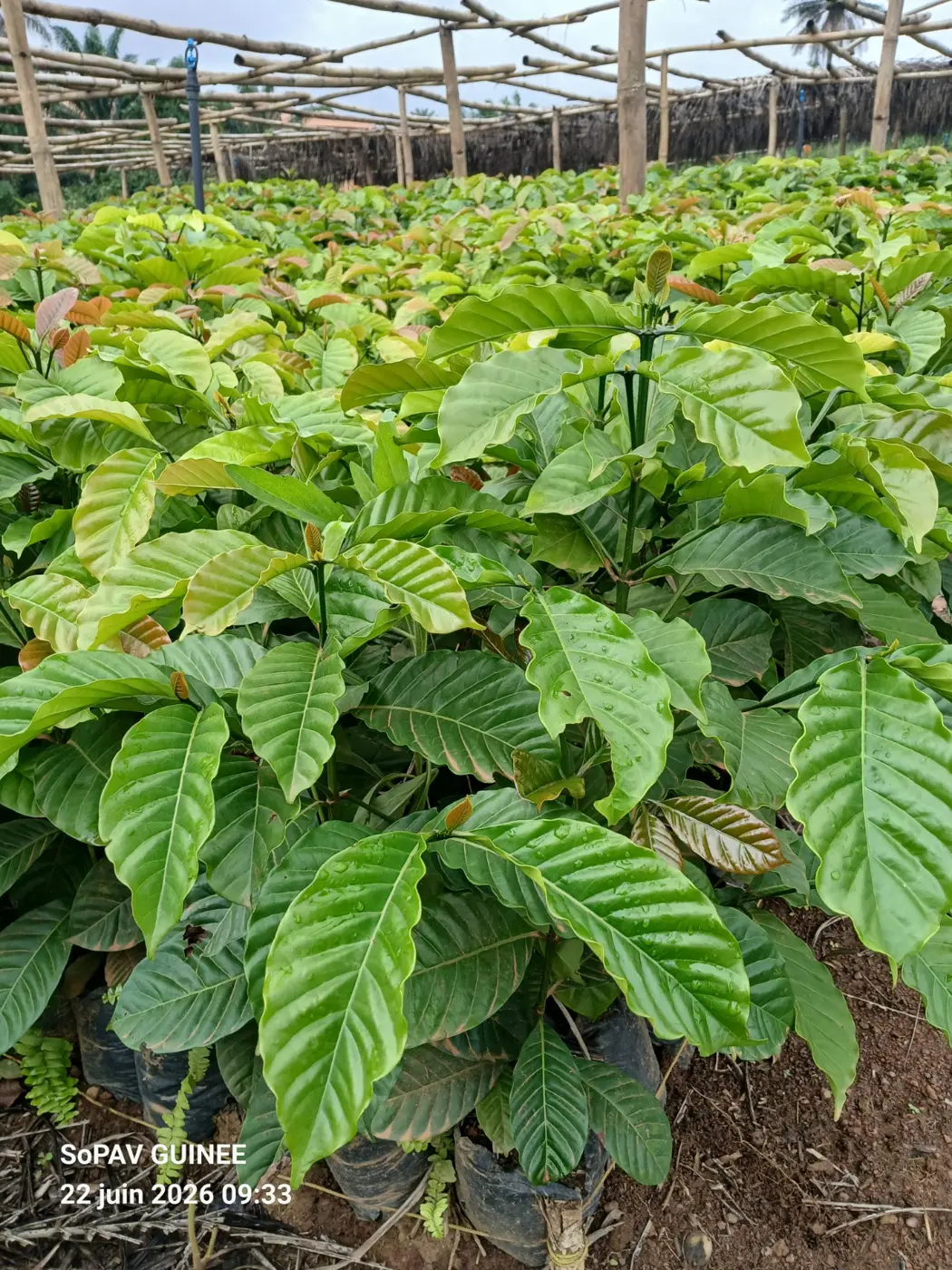Vue de la pépinière de caféiers Robusta sous ombrière