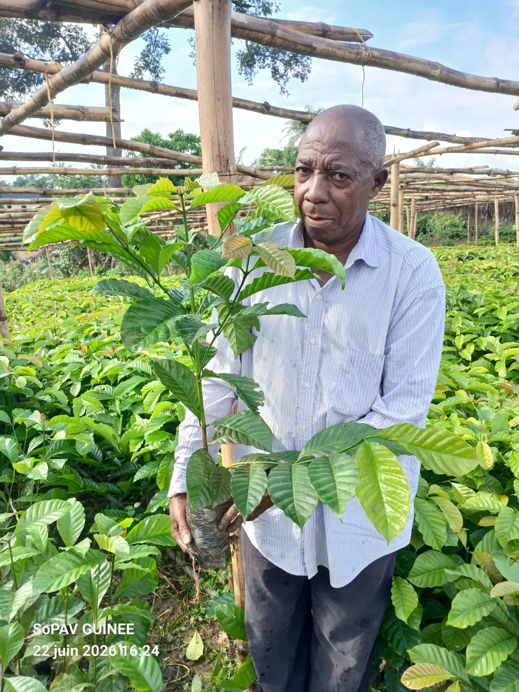 Plant de caféier Robusta issu de bouturage présenté dans la pépinière SoPAV GUINÉE