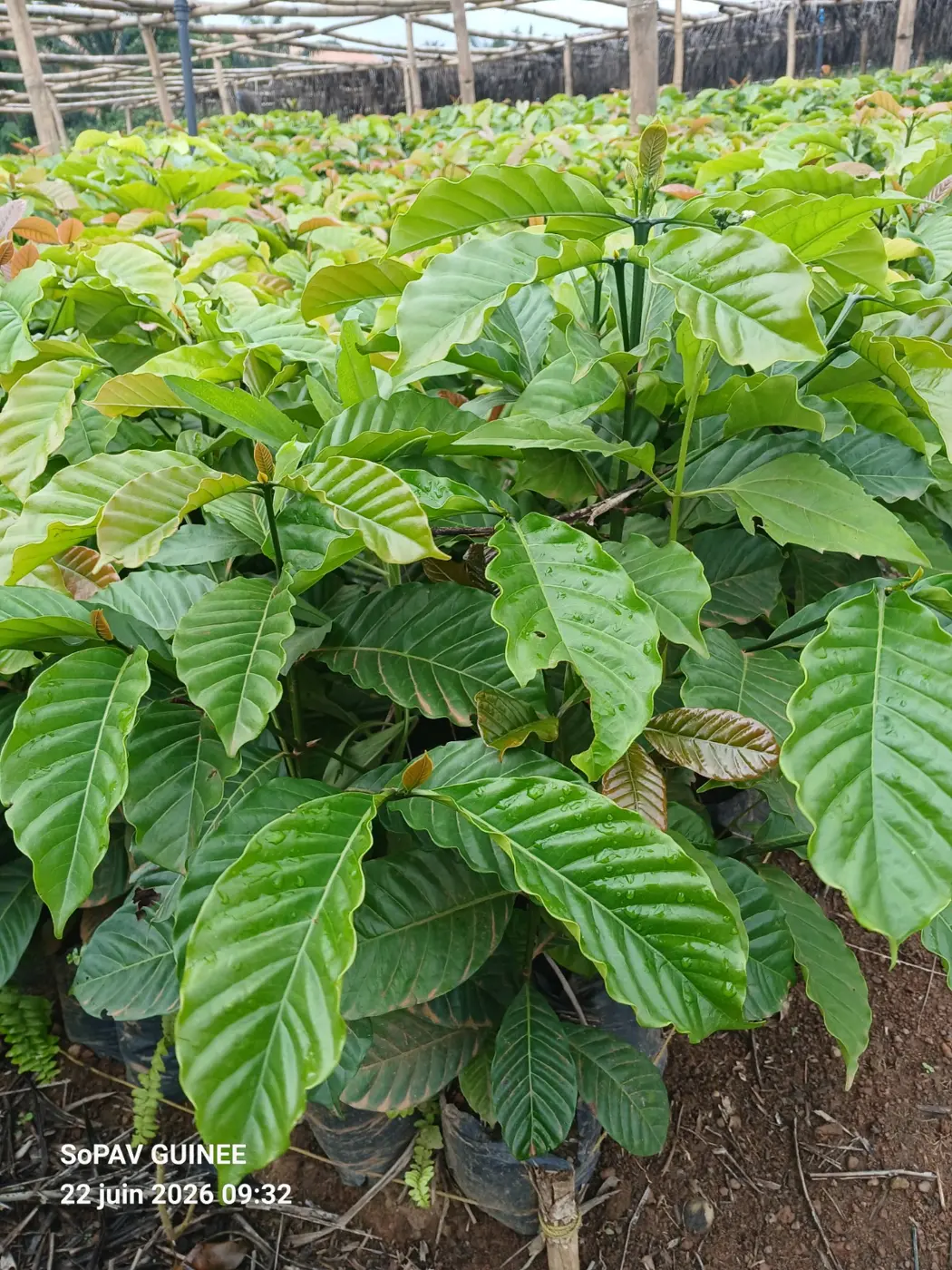 Plants de caféier Robusta vigoureux en sachets