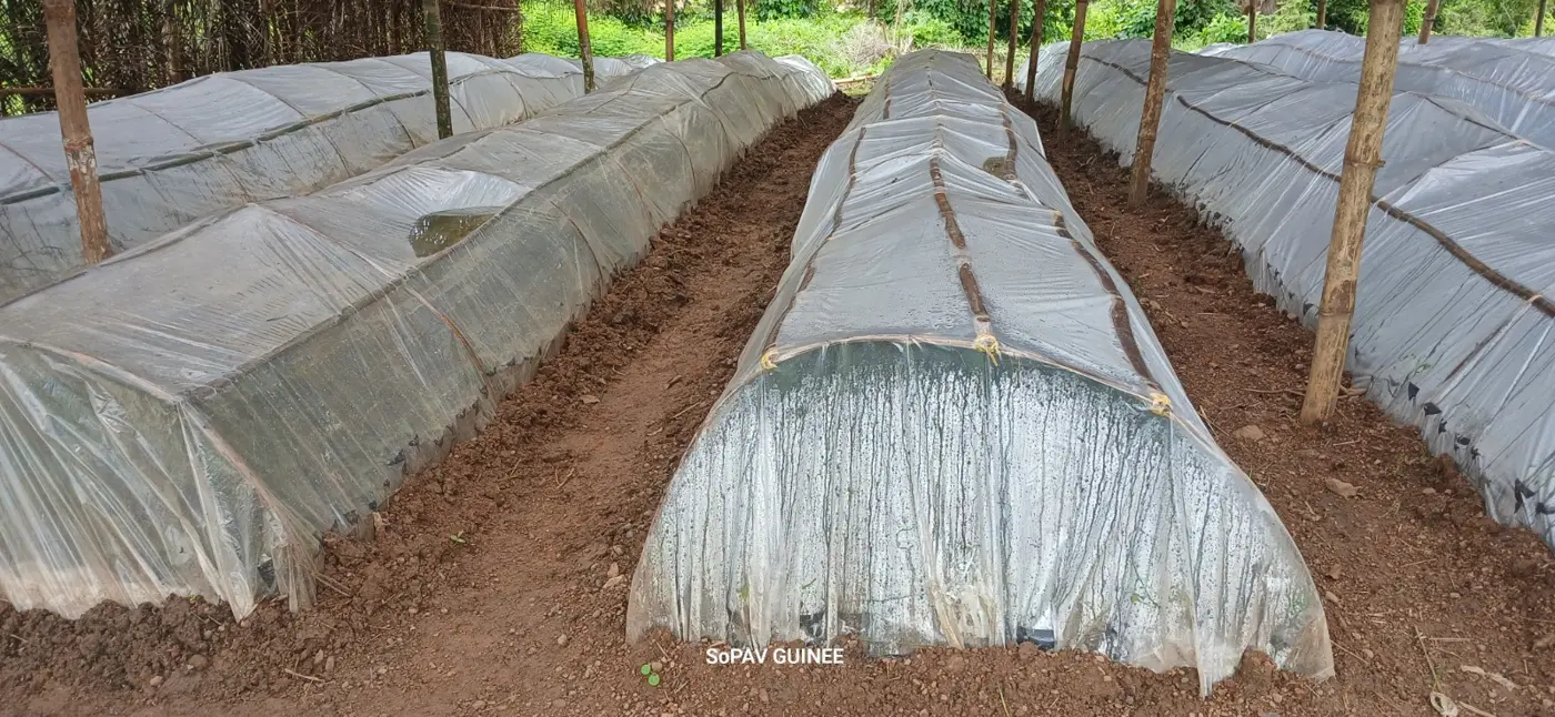 Propagateurs de bouturage sous paillote dans la pépinière SoPAV GUINÉE