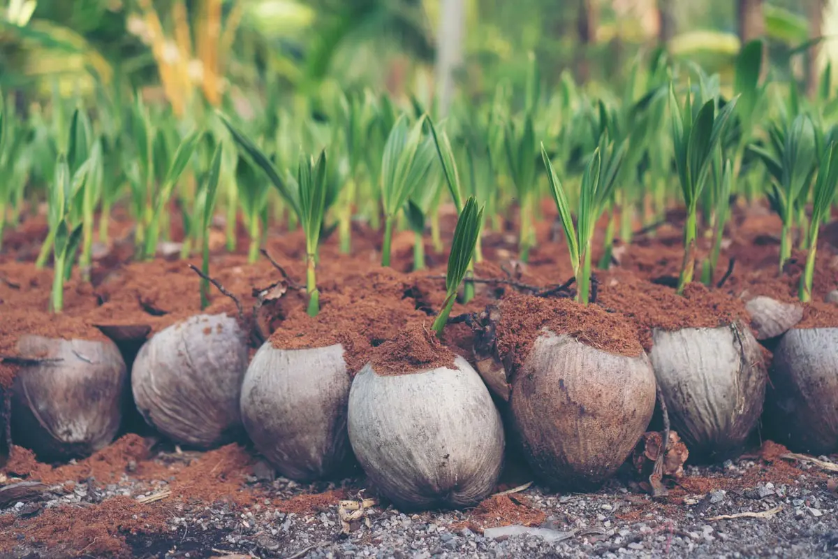 Noix de coco germées en germoir