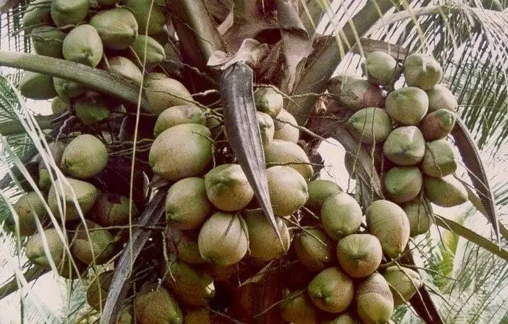 Grappes de noix de coco sur un cocotier hybride