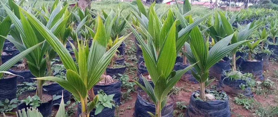 Jeunes plants de cocotier en pépinière