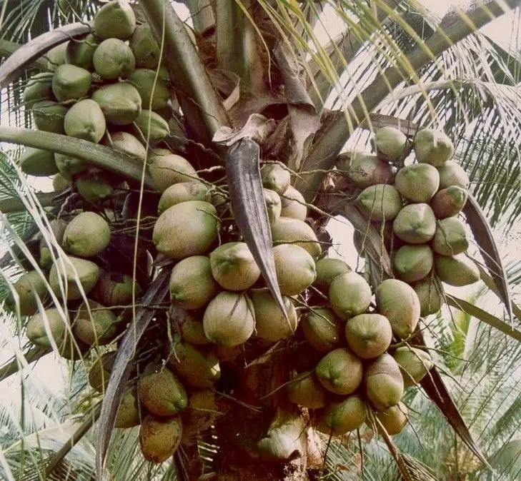 Régimes de noix de coco sur un cocotier hybride
