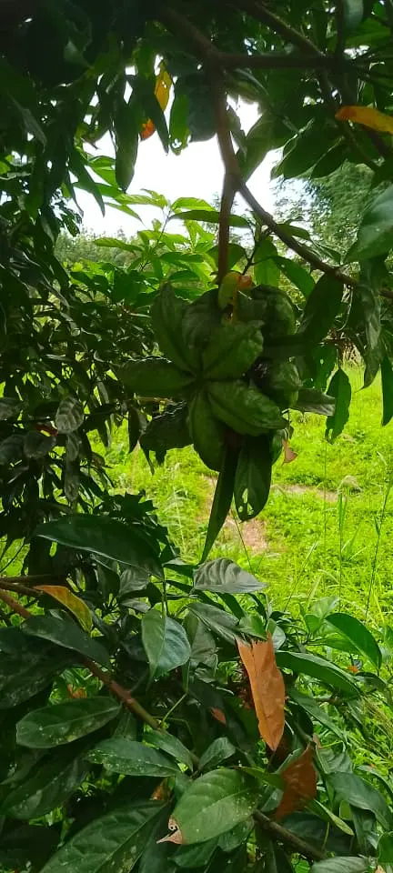 Colatier portant des fruits au champ