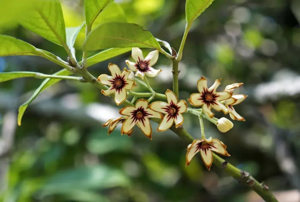Fleurs de colatier en gros plan 