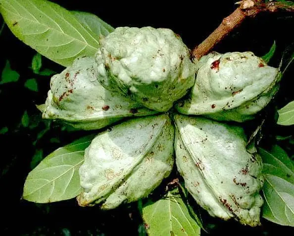 Colatier amélioré (Cola nitida)