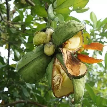 Fruits de colatier ouverts sur l'arbre laissant voir les noix