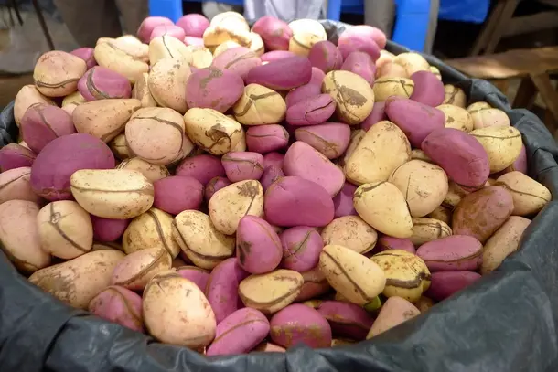 Panier de noix de cola fraîches au marché