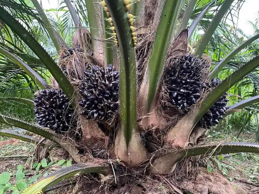Régimes de fruits mûrs sur un palmier à huile