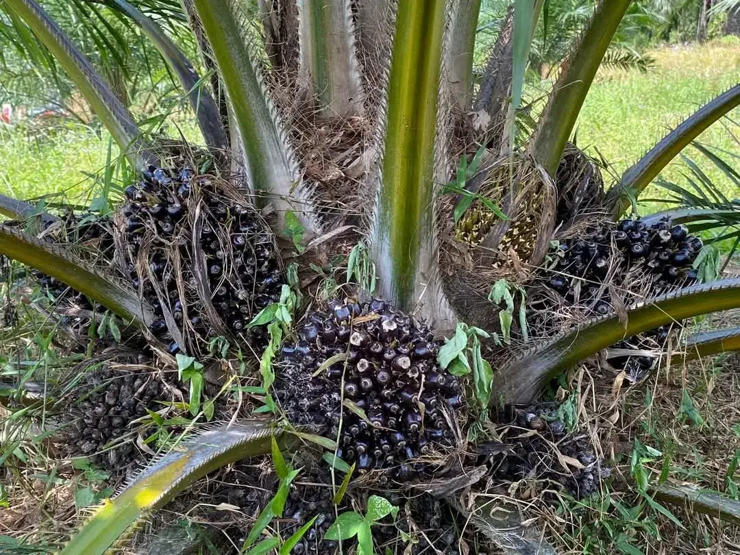 Régimes de fruits sur un  jeune palmier à huile