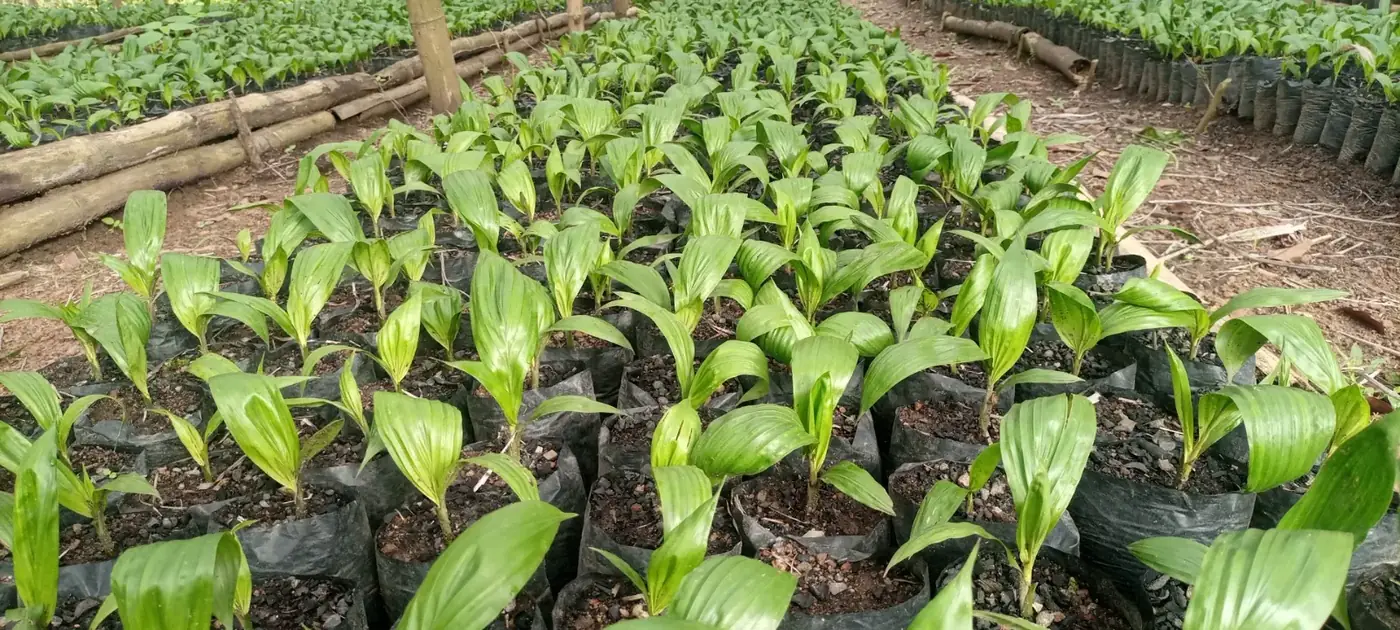 Jeunes plants de palmier à huile en pré-pépinière