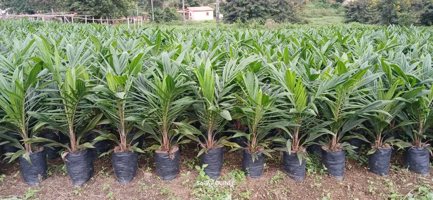Vue aérienne d'une plantation en Guinée Forestière